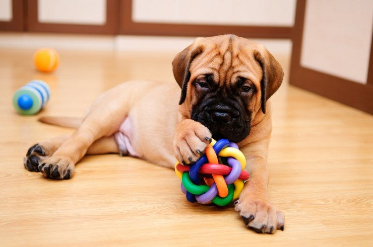 cleaning homes with dogs