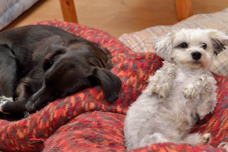 clean around dog beds